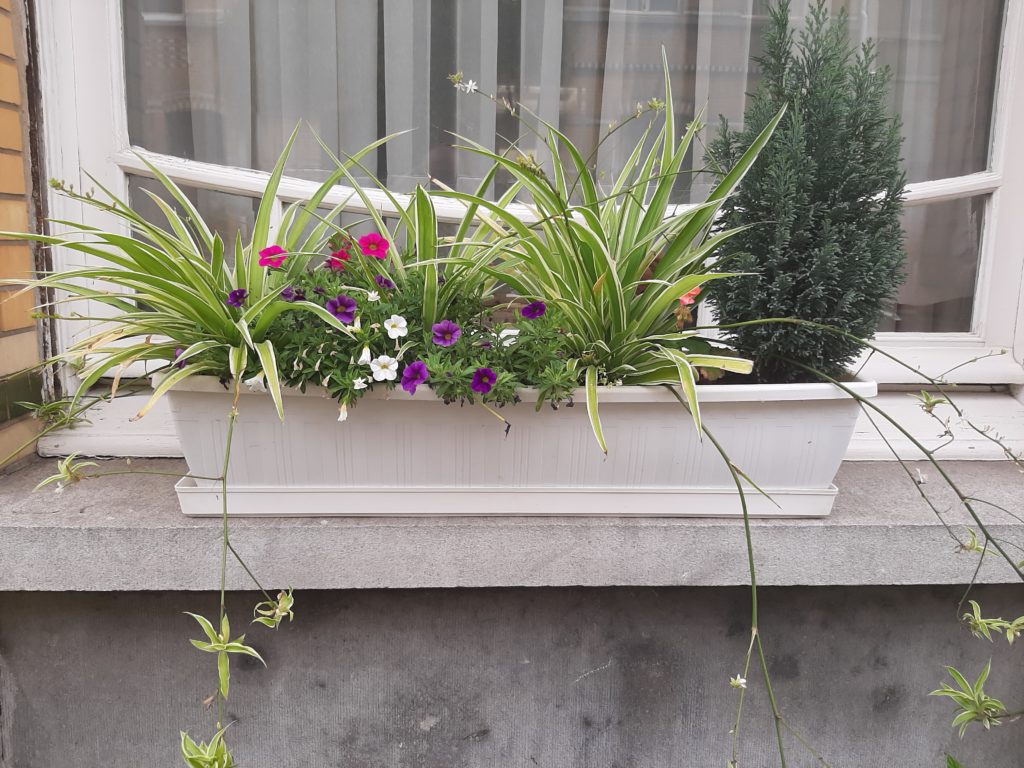 plantenbak op vensterbank