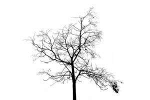 Getekend silhouet van een boom